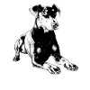Manchester Terrier