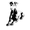 Manchester Terrier