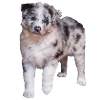 Australian Shepherd
