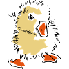 chick
