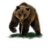 bear
