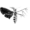 moth