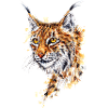 Luchs | lynx