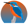 jz.birds kingfisher bird illustration