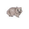 Wombat Marsupial