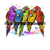 Bird Birds Budgie Budgies Gift