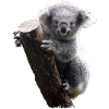 Koala