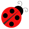 Marienkäfer Ladybird Ladybug