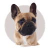 French bulldog