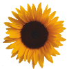 sunflower sunflower