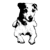Parson Russell Terrier Jack Russell