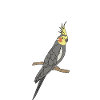 Anatomy of a cockatiel