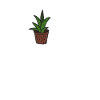 Aloe, It's Me