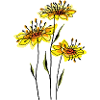 yellow flowers