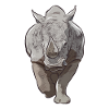 Rhinocéros