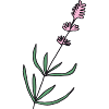 lavender lavender