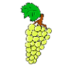 grapes