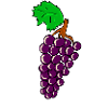 grapes