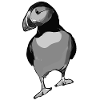 Puffin Bird Atlantic
