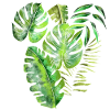 Pattern leaves palm leaves jungle