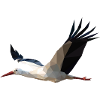stork