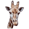 Giraffe savannah funny animal