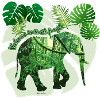 Jungle - Elephant - Loxodonta cyclotis