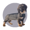 Chiot teckel