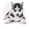 Husky puppy