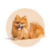 Red Spitz