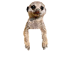 Erdmännchen In Brusttasche Hemdtasche