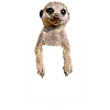 Erdmännchen In Brusttasche Hemdtasche