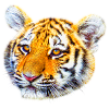 Tiger großkatze tier