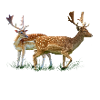 deer