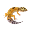 Gecko gift