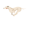 Whippet Dog
