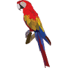 The parrot