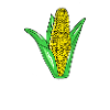 Corn - corn on the cob