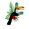 Toucan Bird Tropical Animal Exotic