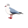 gull