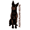 Australian Kelpie