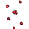 ladybug