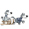 Drôle Huskies