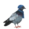 Pigeon - winter