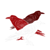 Raven animals