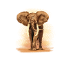 éléphant