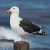 illustration d'oiseau mouette