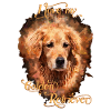 My pet dog golden retriever