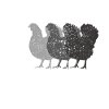 Chicken farm