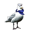 Seafarer Seagull | Yolo Artwork